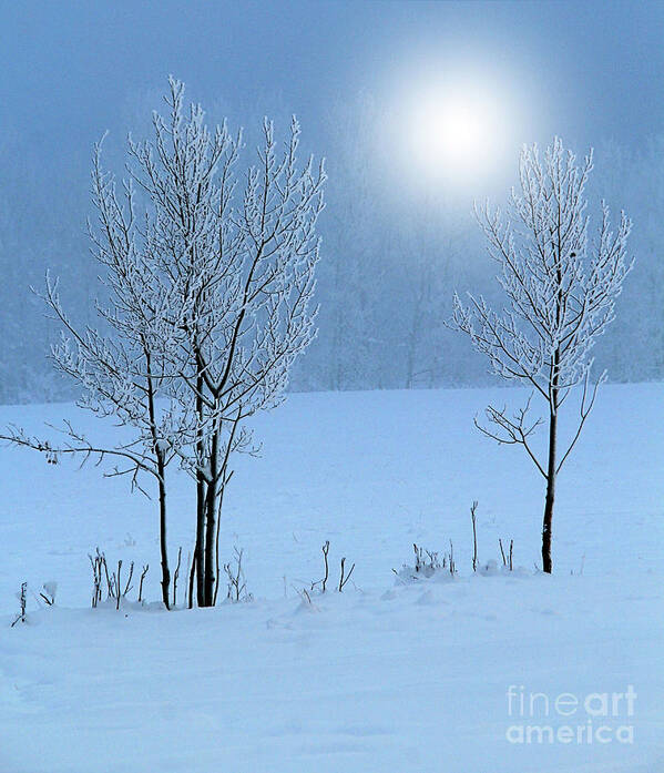 Hoar Frost Poster featuring the photograph Morning Frost #2 by Roland Stanke