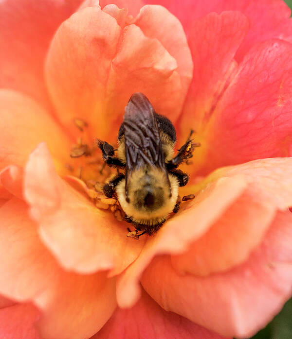 Cathy Donohoue Photography Poster featuring the photograph The Bee #2 by Cathy Donohoue