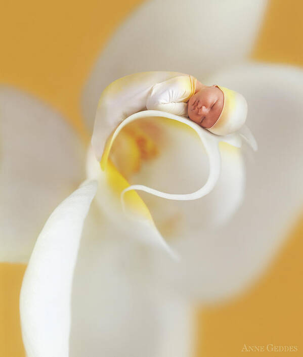Floral Poster featuring the photograph Nate on a Moth Orchid by Anne Geddes