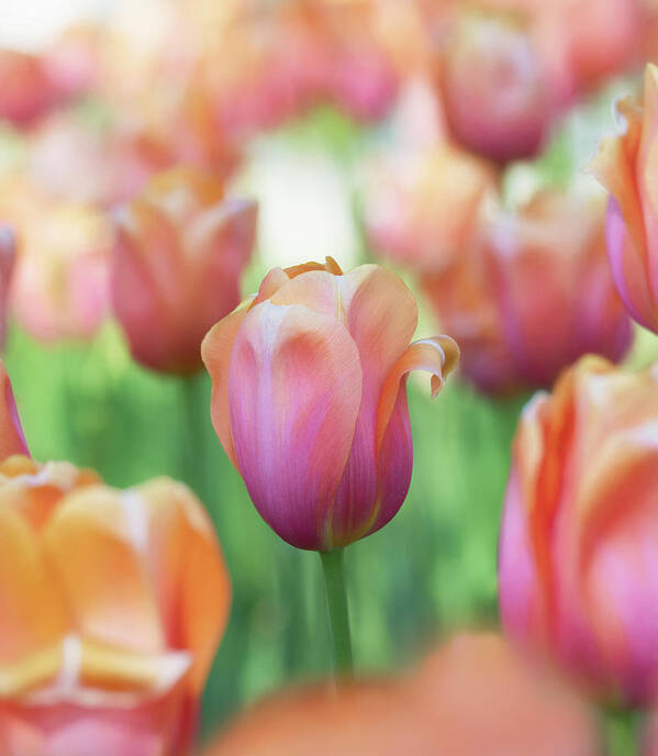 Beautiful Poster featuring the photograph A bed of tulips is a feast for the eyes. by Usha Peddamatham