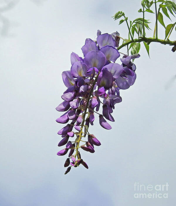 Vine Poster featuring the photograph A Wisp of Wisteria by Jan Gelders