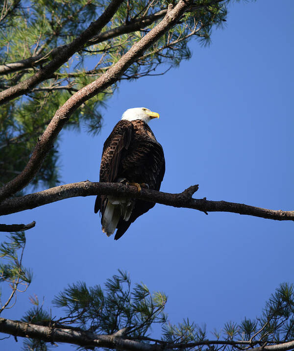 Eagle Poster featuring the photograph Ackley Eagle 2 by Bonfire Photography