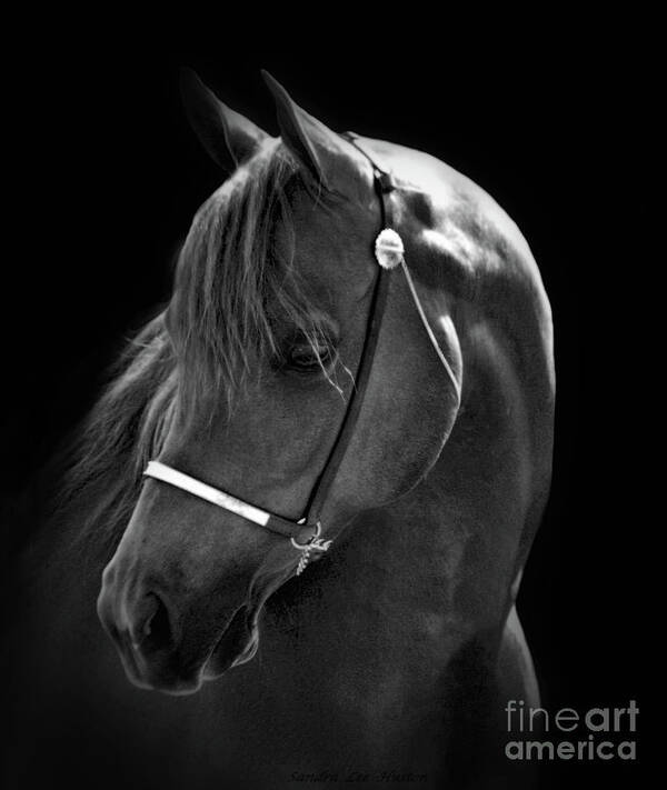  Animal Poster featuring the photograph Arabian Horse in Black and White by Sandra Huston