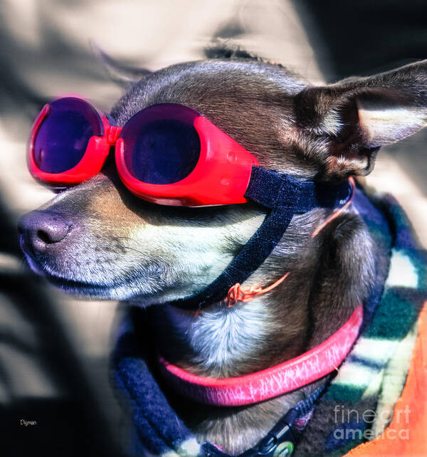 Chihuahua Poster featuring the photograph Attitude is the orientation relative to the mind by Steven Digman