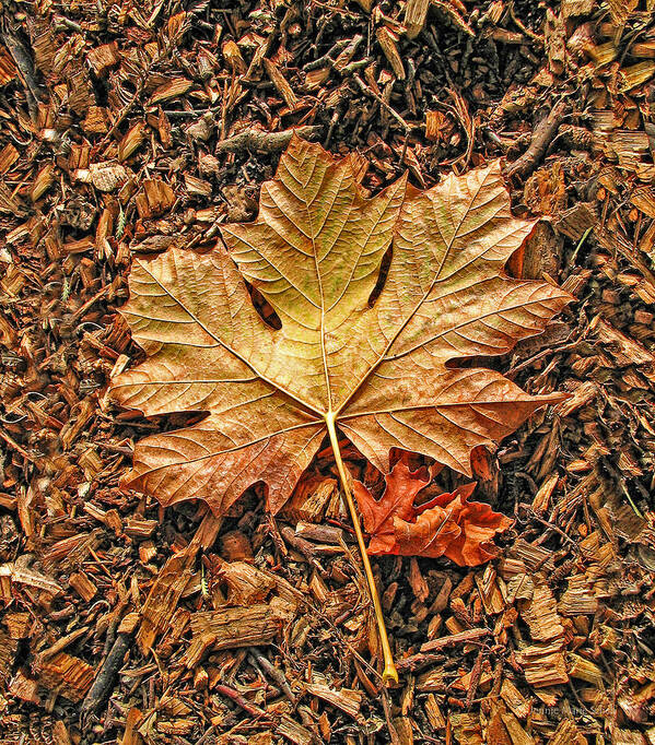 Leaf Poster featuring the photograph Autumn's Textured Maple Leaf by Jennie Marie Schell