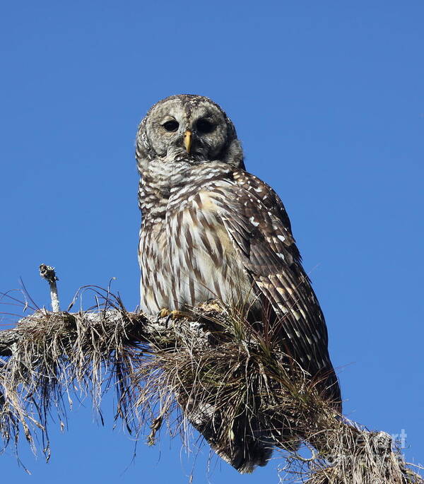 Barred Owl Poster featuring the photograph Barred Owl portrait by Barbara Bowen