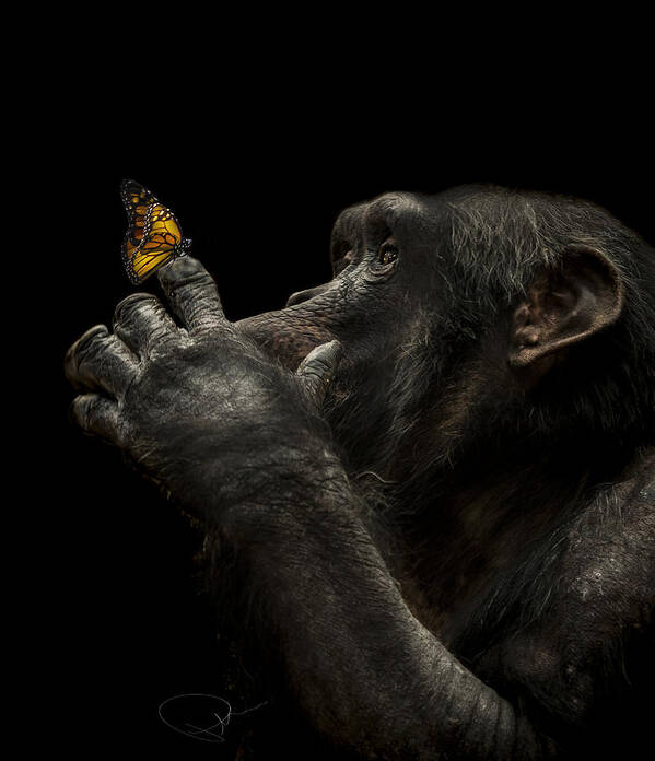 Chimpanzee Poster featuring the photograph Beauty and the beast by Paul Neville