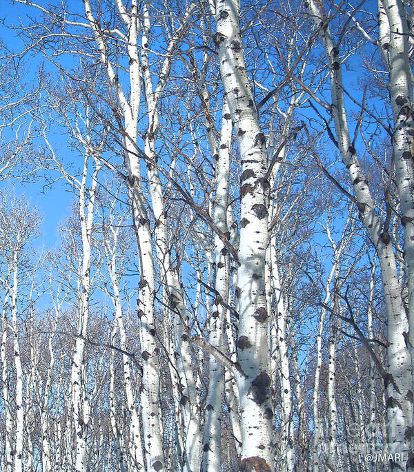 #print #photograph #nature #yamnuska #cochranealberta #zeus #snow #birchtrees #outdoors Poster featuring the photograph Birch Sky by Jacquelinemari