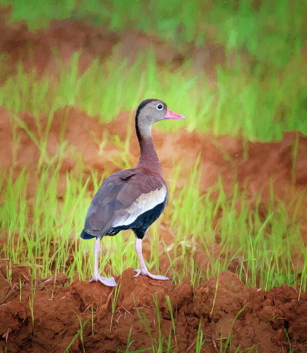 Joan Carroll Poster featuring the photograph Black-Bellied Whistling Duck Costa Rica by Joan Carroll