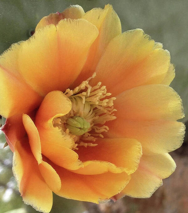 Cholla Poster featuring the photograph Blossom by Cheryl Goodberg