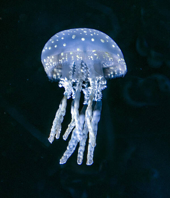 Jellyfish Poster featuring the photograph Blue Jellyfish by William Bitman