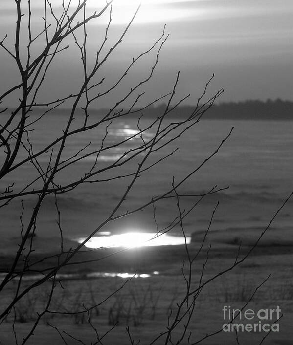 Black And White Sunset Over Lake Michigan Poster featuring the photograph Branching Out by Scott Heister