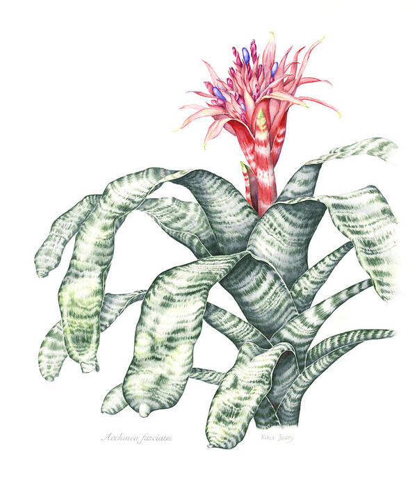 Botanical Illustration Poster featuring the painting Bromeliad Aechmea fasciata by Karla Beatty