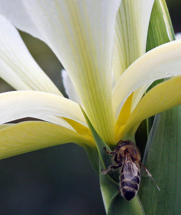 Yellow Iris Poster featuring the photograph Busy Bee by Kami McKeon