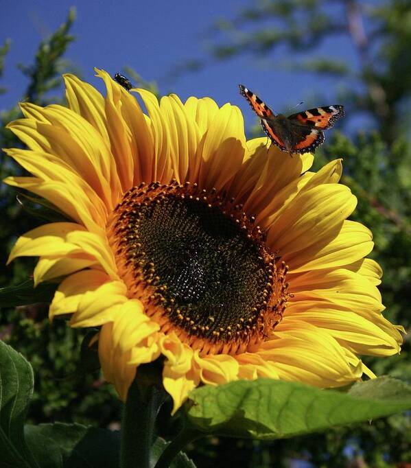 Butterfly Poster featuring the photograph Butterfly and Sunflower by Martina Fagan