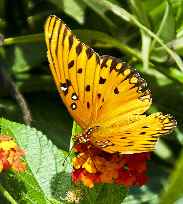 Butterfly Poster featuring the photograph Butterfly on Lantana by Bill Barber