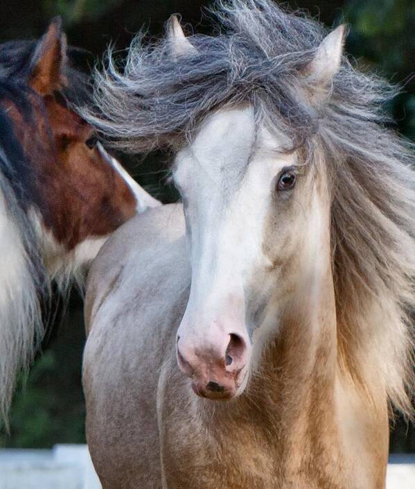 Horse Poster featuring the photograph Crazy Hair by Sharon Jones