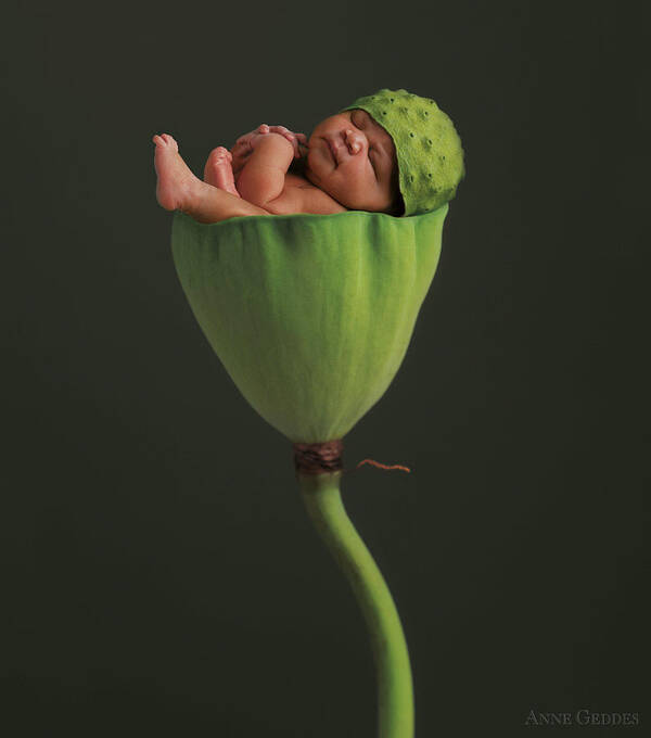 Lotus Poster featuring the photograph Darion in a Lotus Pod by Anne Geddes