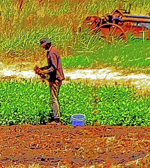 Organic Farming Poster featuring the photograph Delta Organic Farmer by Joseph Coulombe