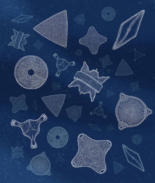 Diatoms Poster featuring the digital art Diatoms by Carl Conway