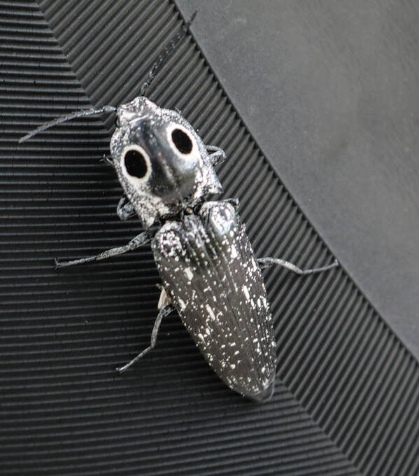 Photo For Sale Poster featuring the photograph Eyed Click Beetle by Robert Wilder Jr