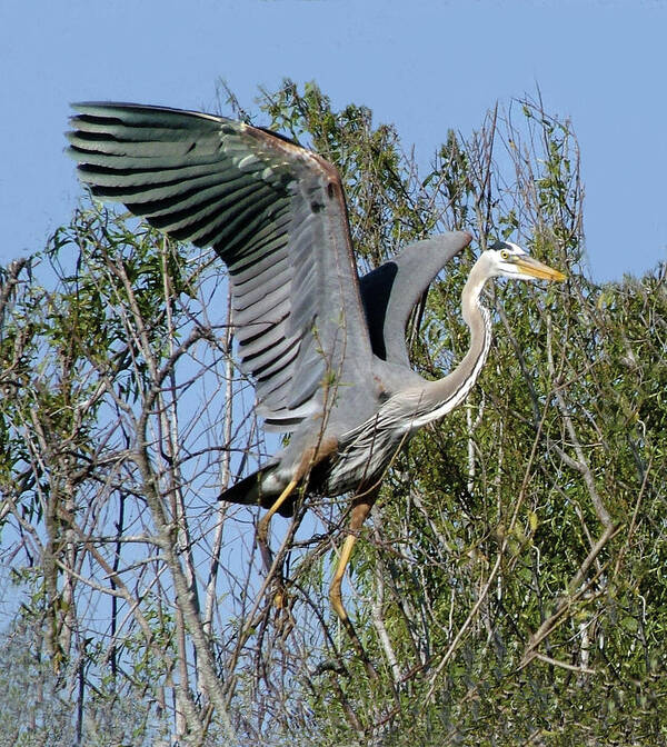 Bird Poster featuring the photograph Great Blue Heron Landing On Tree by William Bitman