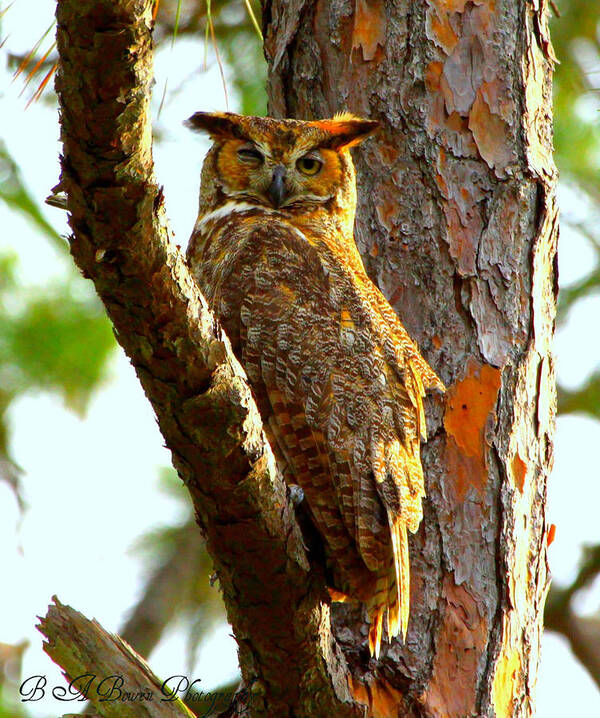 Great Horned Owl Poster featuring the photograph Great Horned Owl Wink by Barbara Bowen