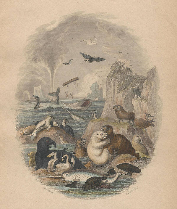 Antique Prints Poster featuring the drawing Harbor by Dreyer Wildlife Print Collections 