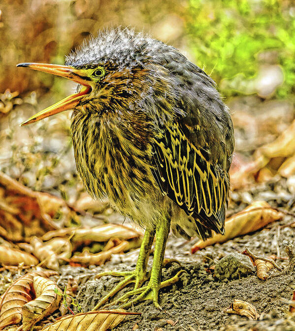 Green Heron Poster featuring the photograph Hello World by Jerry Cahill