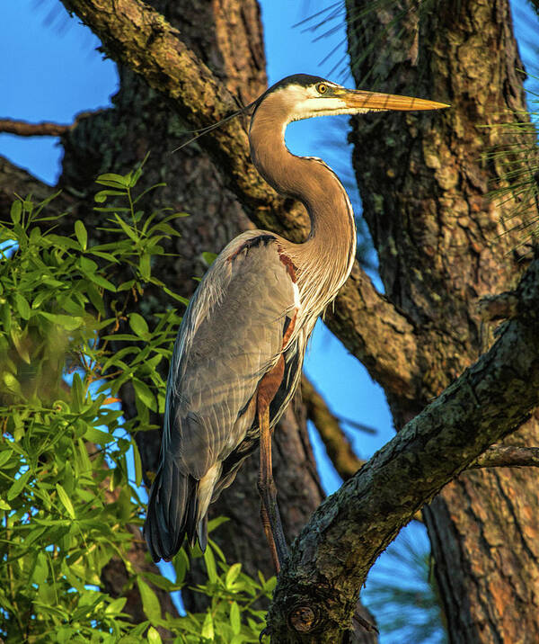 Pine Tree Poster featuring the photograph Heron in the Pine Tree by Dorothy Cunningham