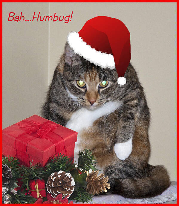 Cat Poster featuring the photograph Humbug by Cathy Kovarik