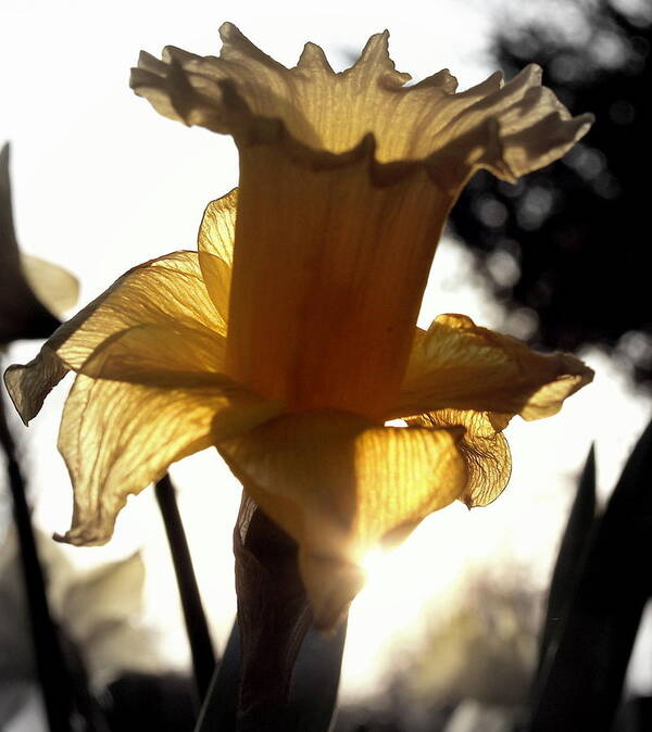 Flower Poster featuring the photograph Jonquil sunrise by Jim Greer