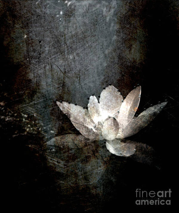 Water Lily. Waterlilies Poster featuring the photograph Light In The Darkness by Robert ONeil