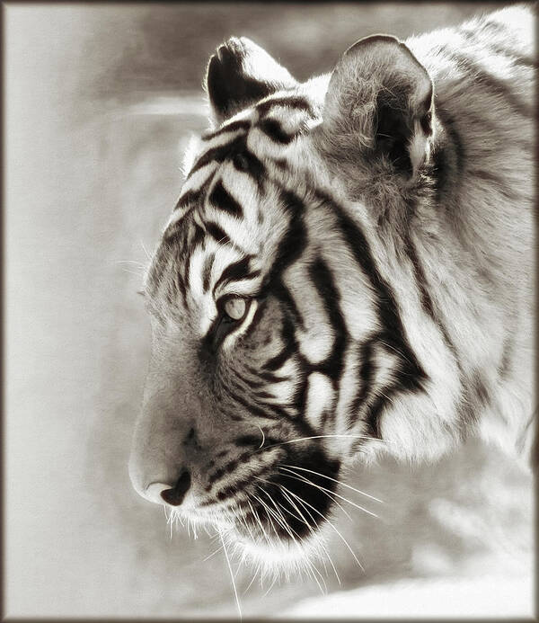 Felines Poster featuring the photograph Malayan Tiger by Elaine Malott