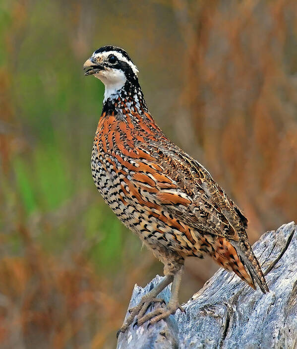 Northern Bobwhite Poster featuring the photograph Northern Bobwhite by Dave Mills