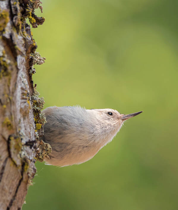Loree Johnson Photography Poster featuring the photograph Nuthatch in Deep Thought by Loree Johnson