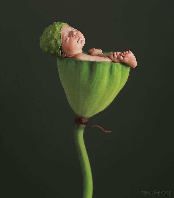 Lotus Poster featuring the photograph Nyah in Lotus Bud by Anne Geddes
