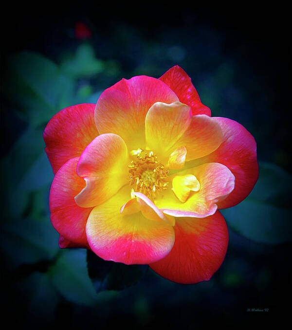 2d Poster featuring the photograph Red And Yellow Rose by Brian Wallace