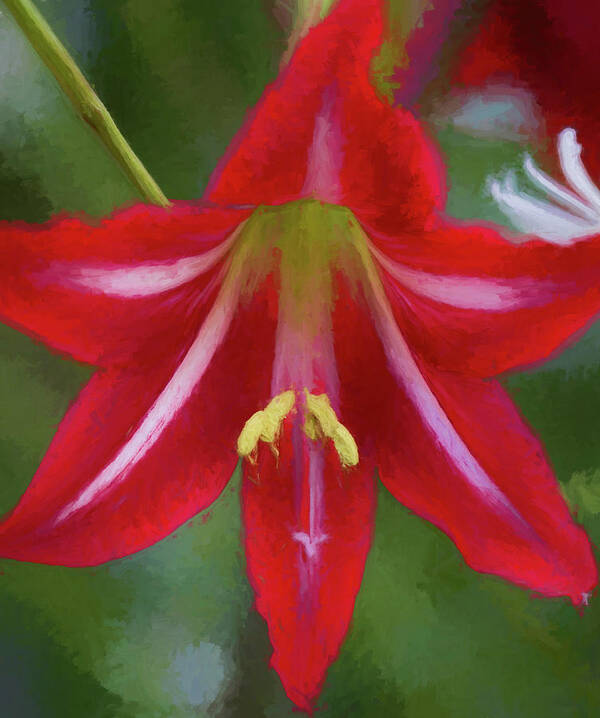 Red Poster featuring the photograph Red by Kathy Clark