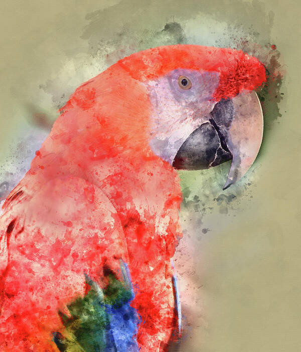 Animal Poster featuring the painting Red Parrot Digital Watercolor on Photograph by Brandon Bourdages