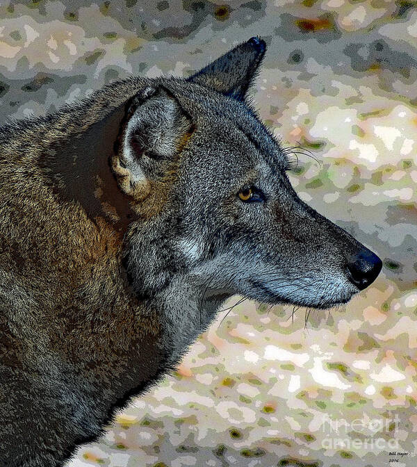 Art Poster featuring the photograph Red Wolf by DB Hayes