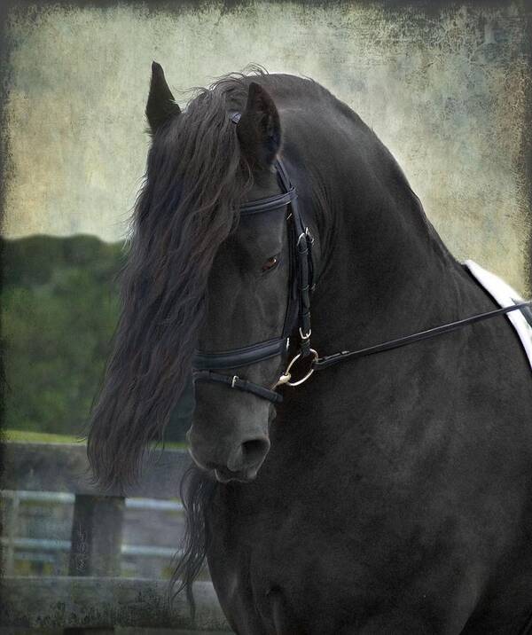 Horses Poster featuring the photograph Remme by Fran J Scott