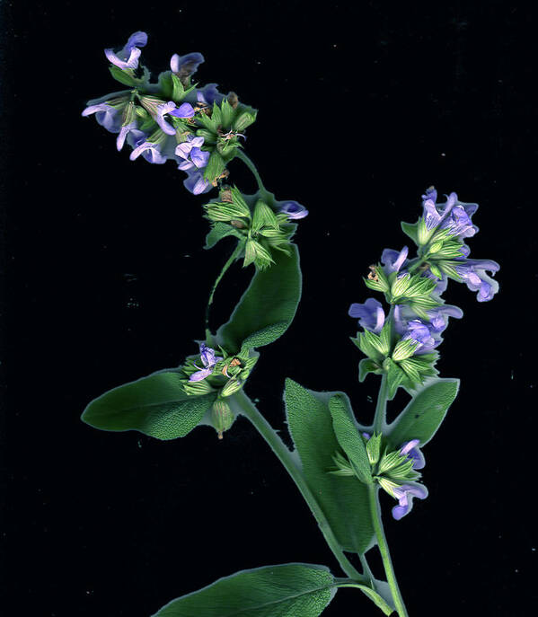  Poster featuring the photograph Sage Blossom by Wayne Potrafka
