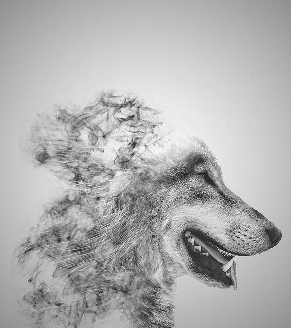Dispersion Poster featuring the photograph Smokey Wolf by Martin Newman