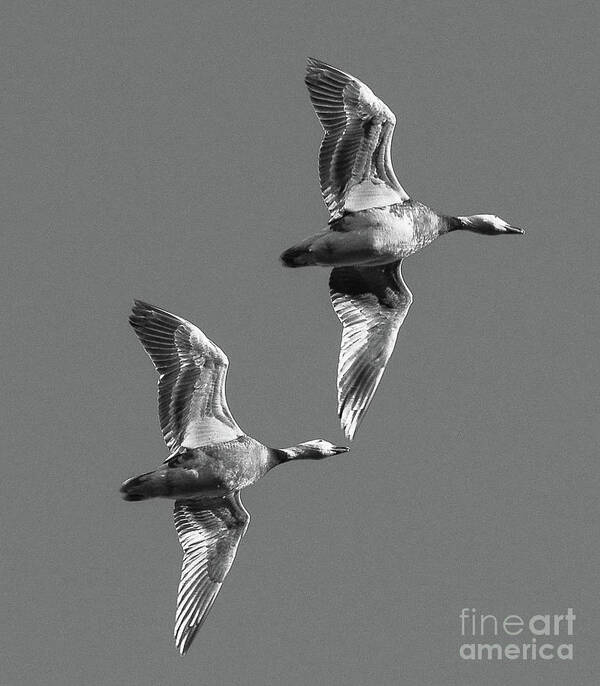 Geese Poster featuring the photograph Snowgeese pair by Barry Bohn