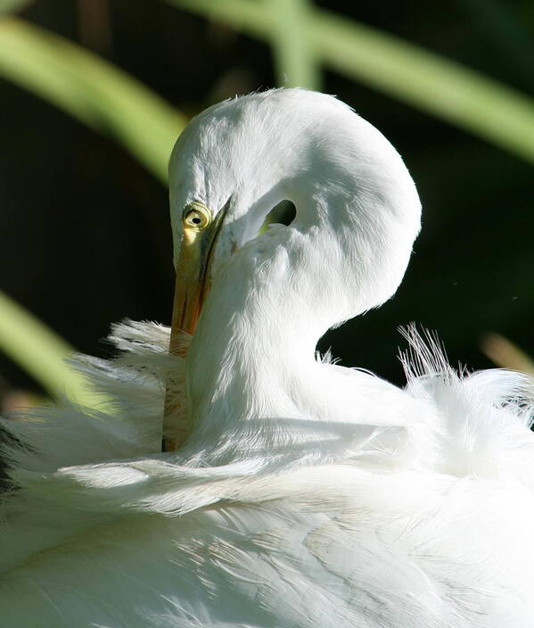 Egret Poster featuring the photograph Snowy Egret by Karen Ruhl