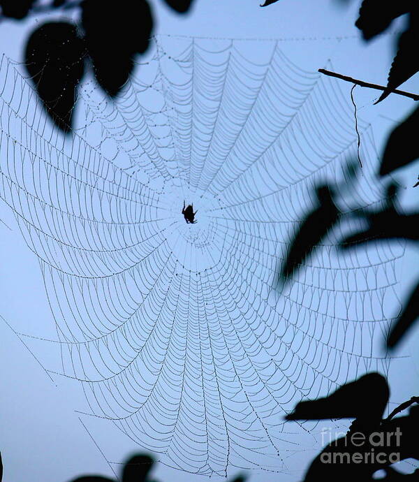 Spider Web Poster featuring the photograph Spider in Web by Sheri Simmons