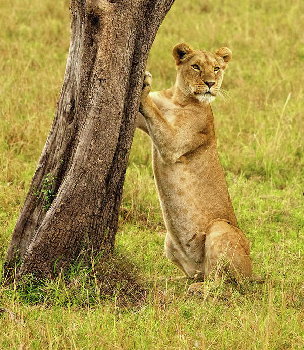 Lioness Poster featuring the photograph Standup Lioness by Steven Upton