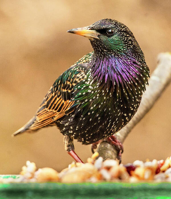 Starling Poster featuring the photograph Starling In Glorious Color by Jim Moore