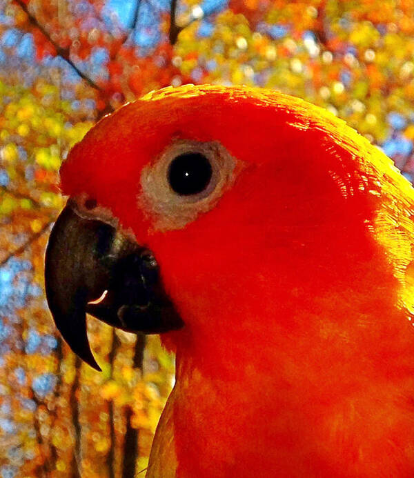 “sun Conure “ Poster featuring the photograph Sun Conure by Gini Moore